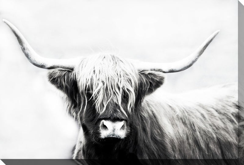 D1204-3045 HIGHLAND LONGHORN 30X45