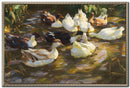 White Ducks in the Pond  WBG25554
